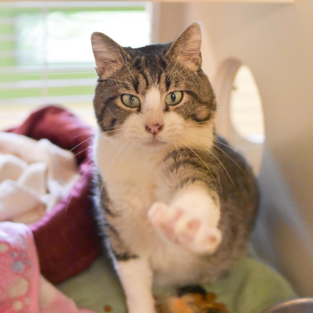 Enlarge Barnacle, a Adoptable Domestic Short Hair in Kailua Kona, HI image 6/6