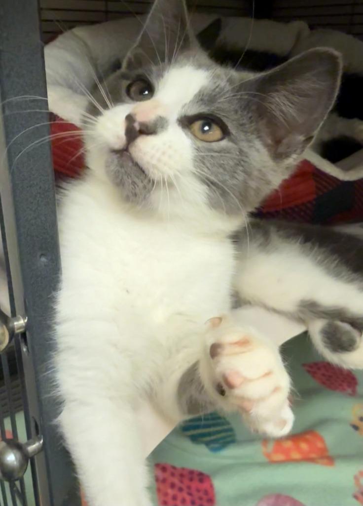 Enlarge Jean Clawde, a Adopted mixed breed in Blountville, TN image 1/1