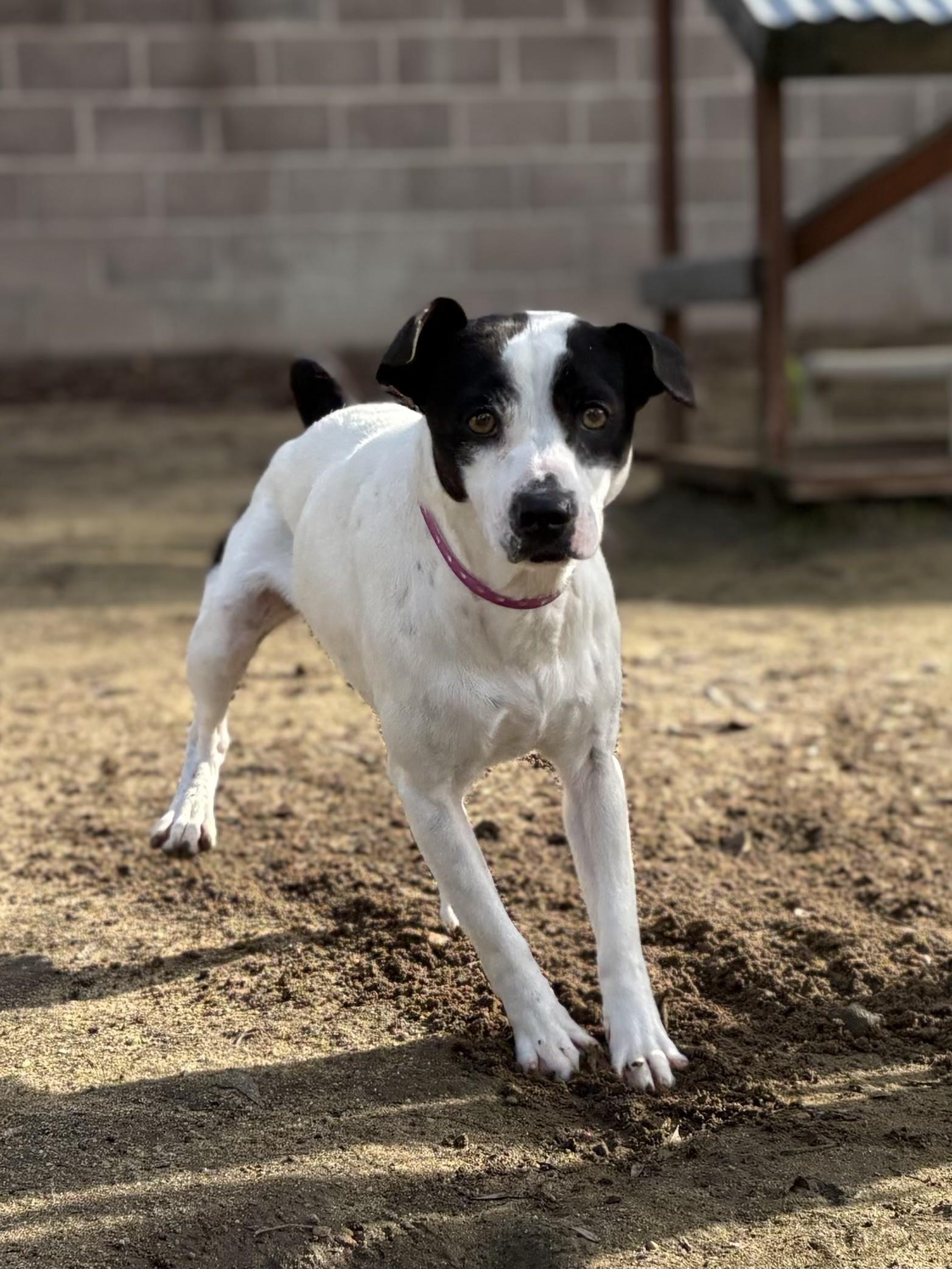 Enlarge HARPER , a ADOPTABLE mixed breed in Fresno, CA image 3/3