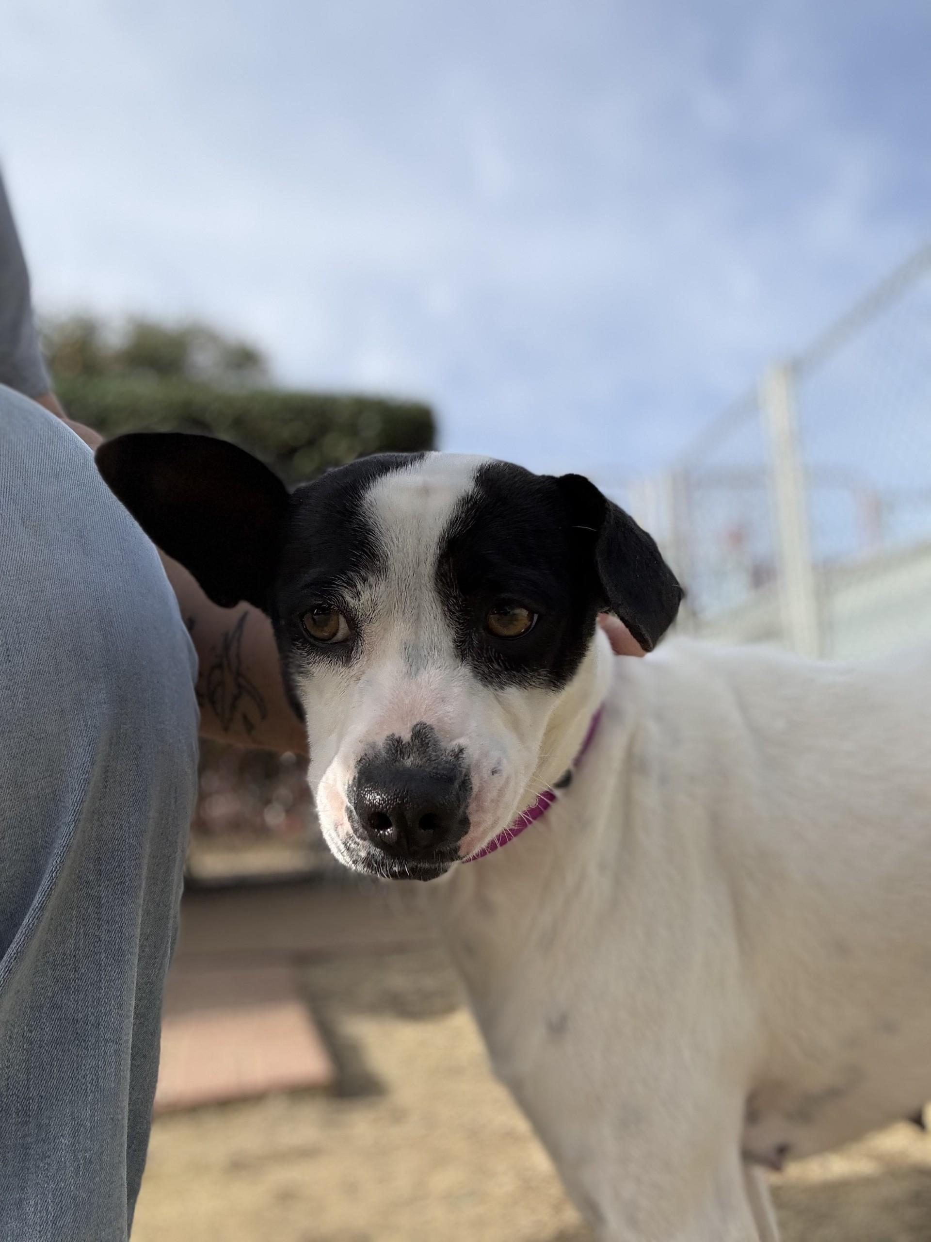 Enlarge HARPER , a ADOPTABLE mixed breed in Fresno, CA image 2/3