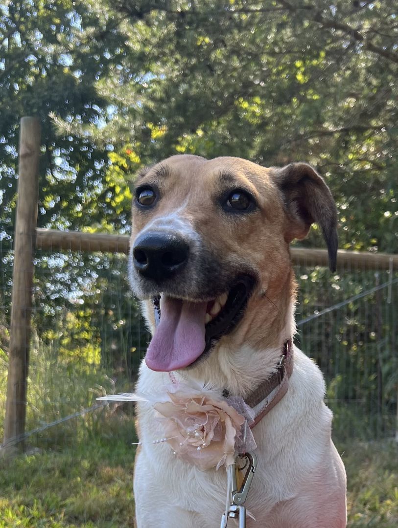 Dove- over 2 YEARS in shelter/foster