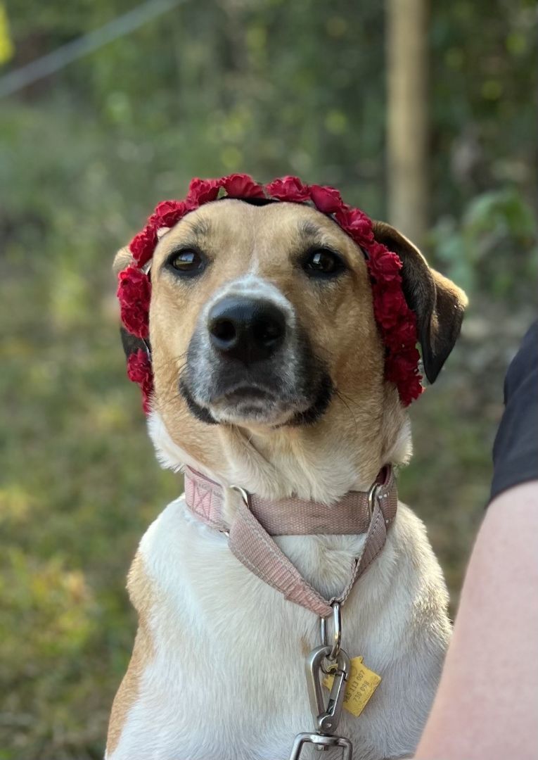 Dove- over 2 YEARS in shelter/foster