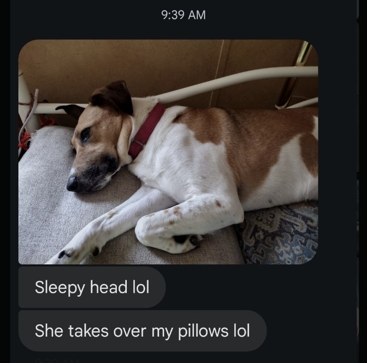 Dove- over 2 YEARS in shelter/foster