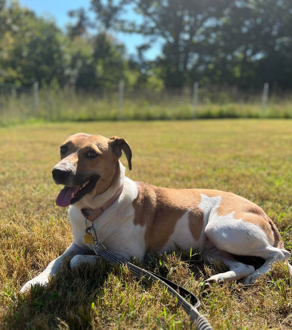 Dove- over 2 YEARS in shelter/foster