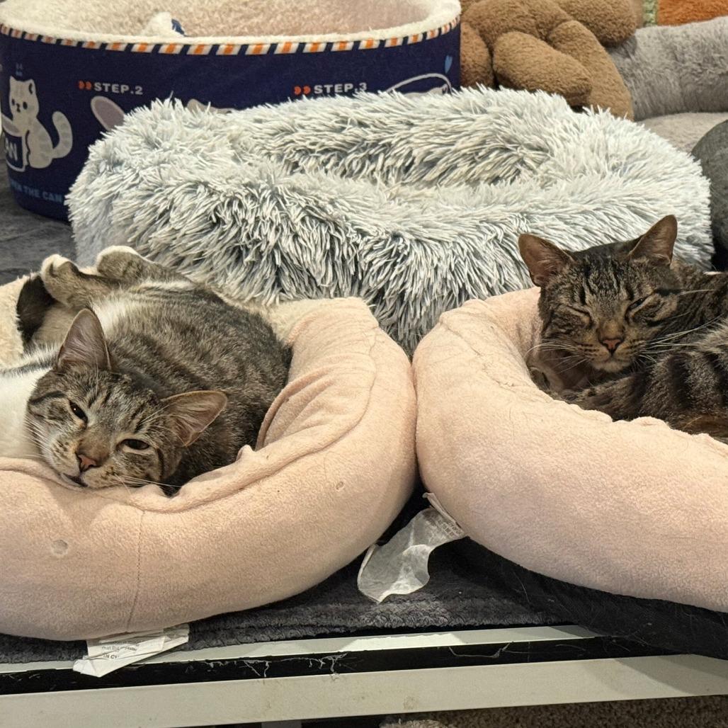 Stripe, Adoptable, Adult Male Domestic Short Hair.