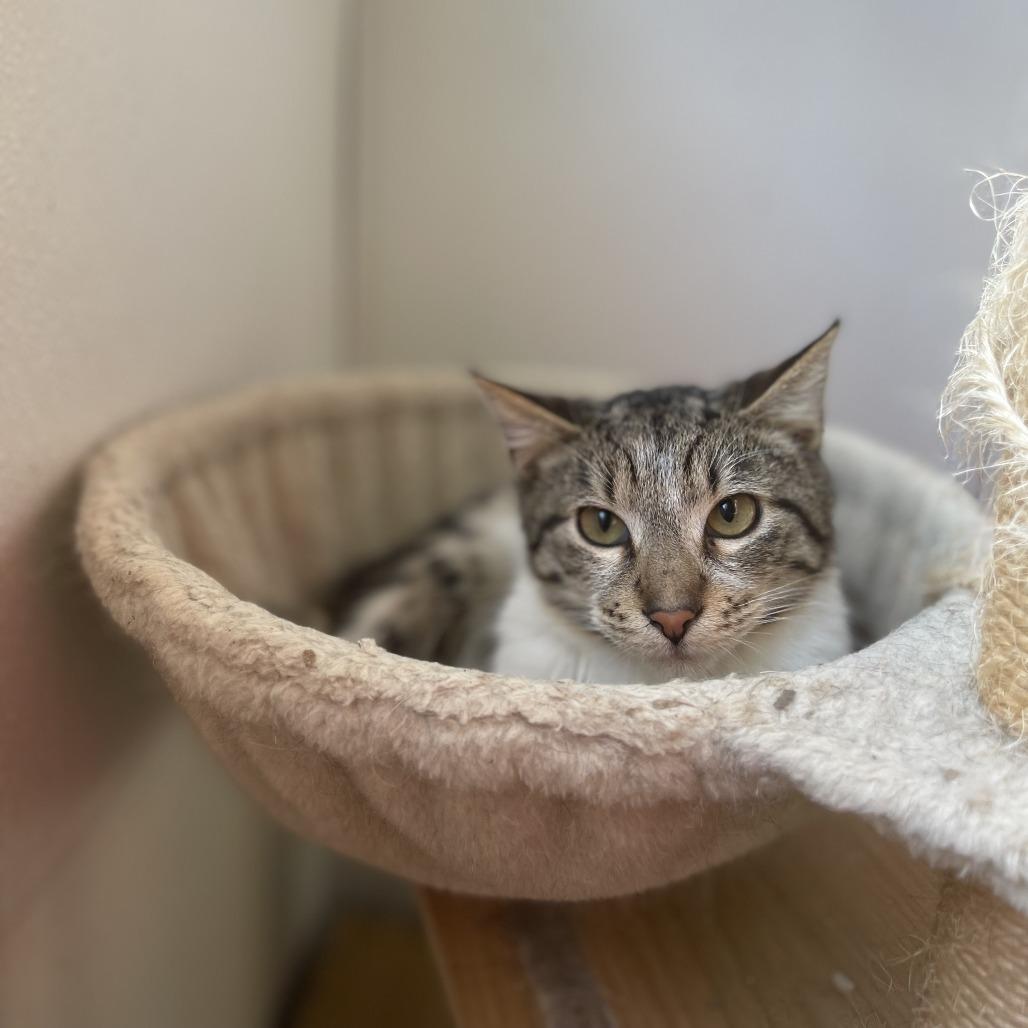 Enlarge Stripe, a Adoptable Domestic Short Hair in Brea, CA image 2/6