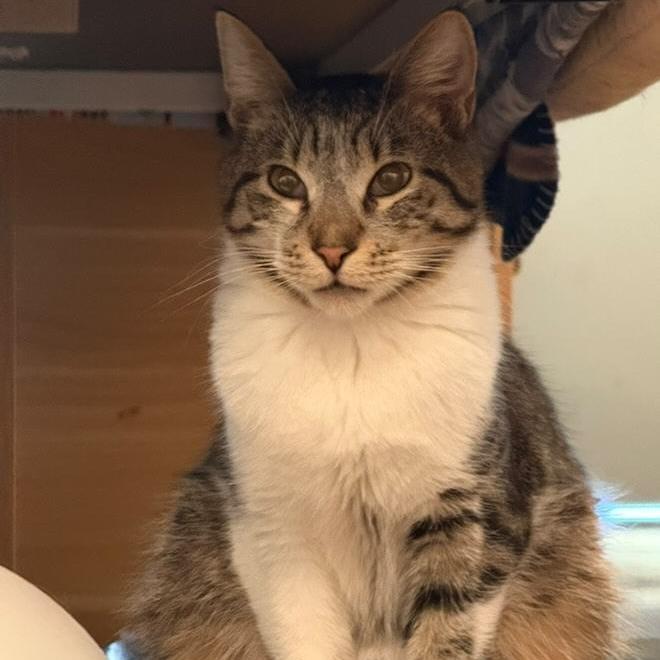 Enlarge Stripe, a Adoptable Domestic Short Hair in Brea, CA image 3/6