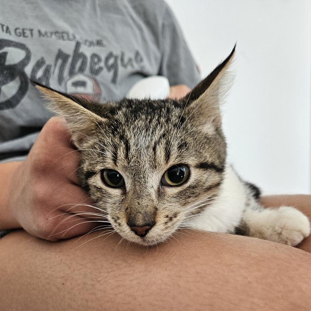 Enlarge Stripe, a Adoptable Domestic Short Hair in Brea, CA image 4/6