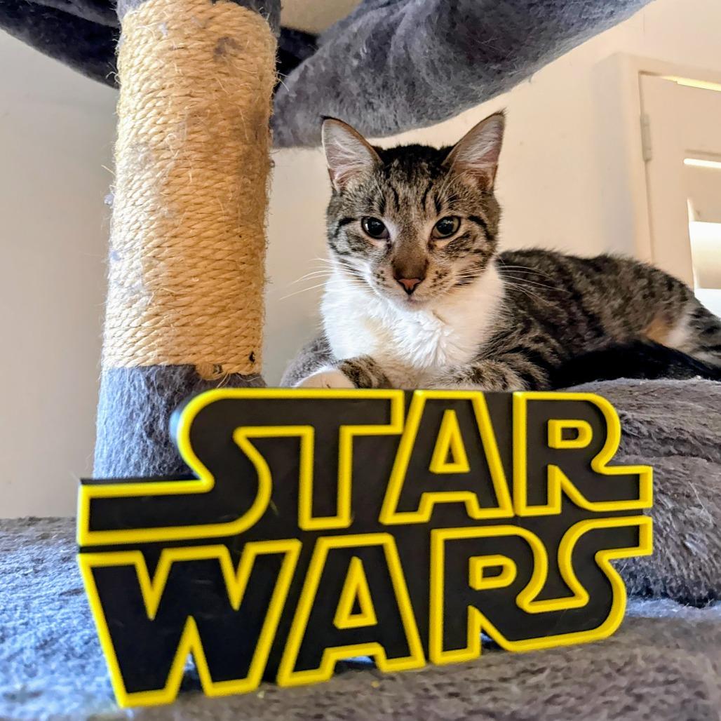 Enlarge Stripe, a Adoptable Domestic Short Hair in Brea, CA image 5/6