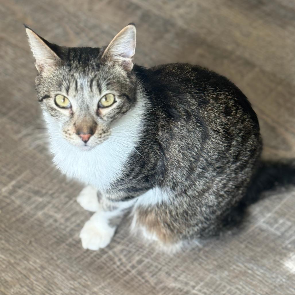 Enlarge Stripe, a Adoptable Domestic Short Hair in Brea, CA image 6/6