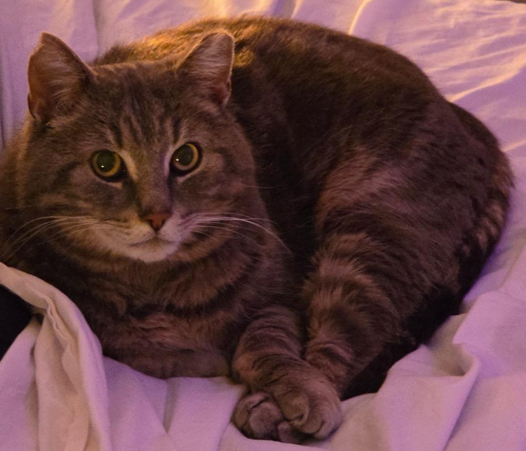 Enlarge Smokey 3, a Adoptable Domestic Short Hair in Arthur, ON image 2/5