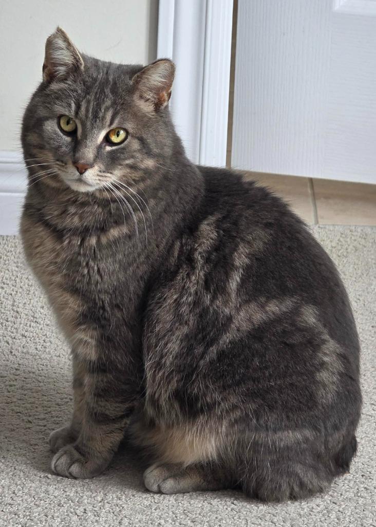 Enlarge Smokey 3, a Adoptable Domestic Short Hair in Arthur, ON image 3/5