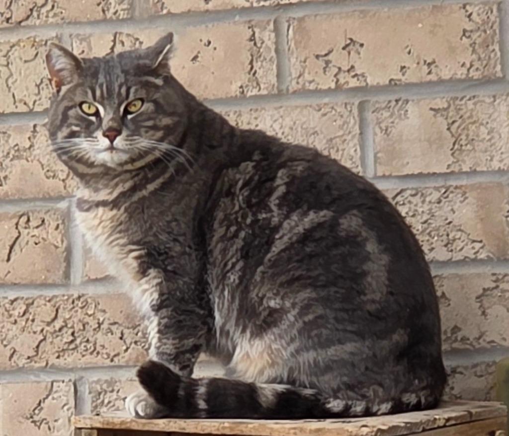 Enlarge Smokey 3, a Adoptable Domestic Short Hair in Arthur, ON image 4/5