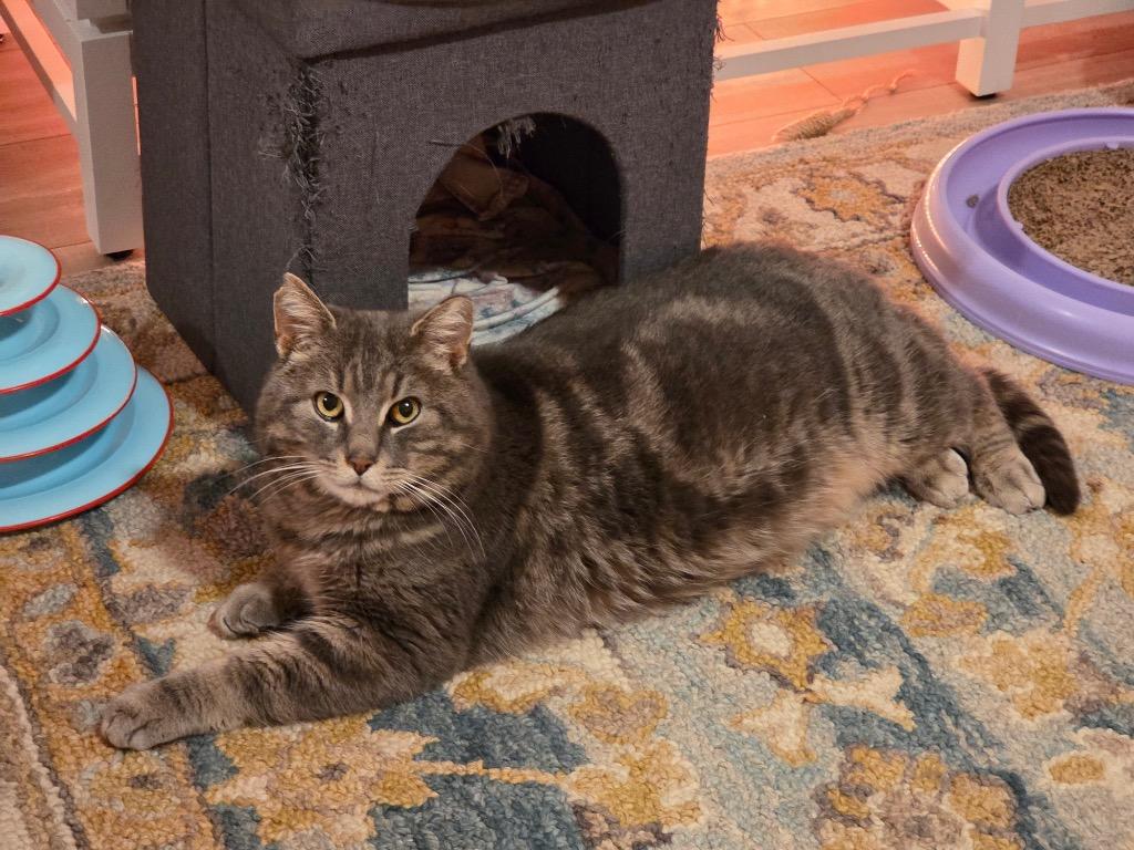 Enlarge Smokey 3, a Adoptable Domestic Short Hair in Arthur, ON image 5/5