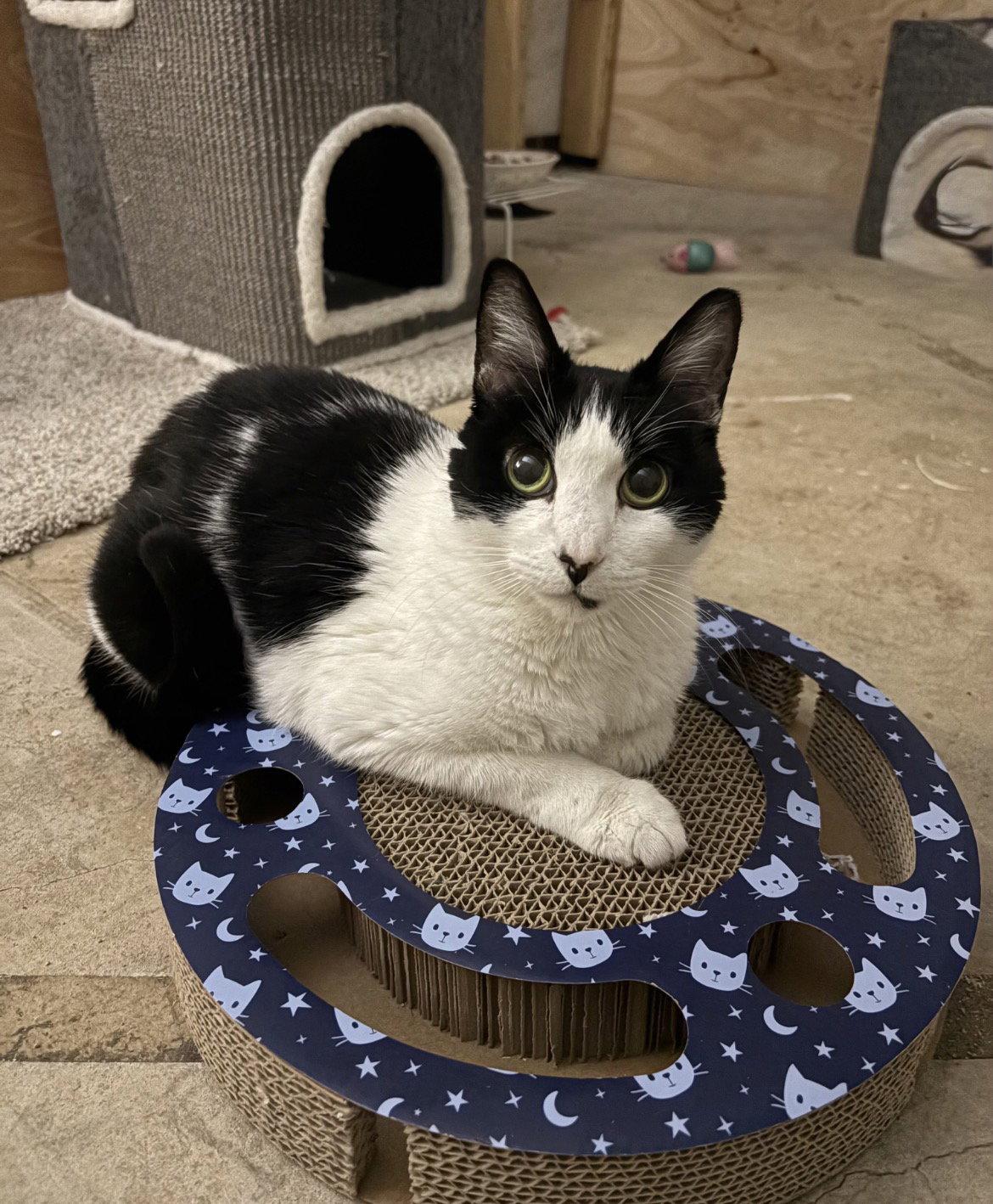 Rosie, Adoptable, Senior Female Domestic Short Hair.