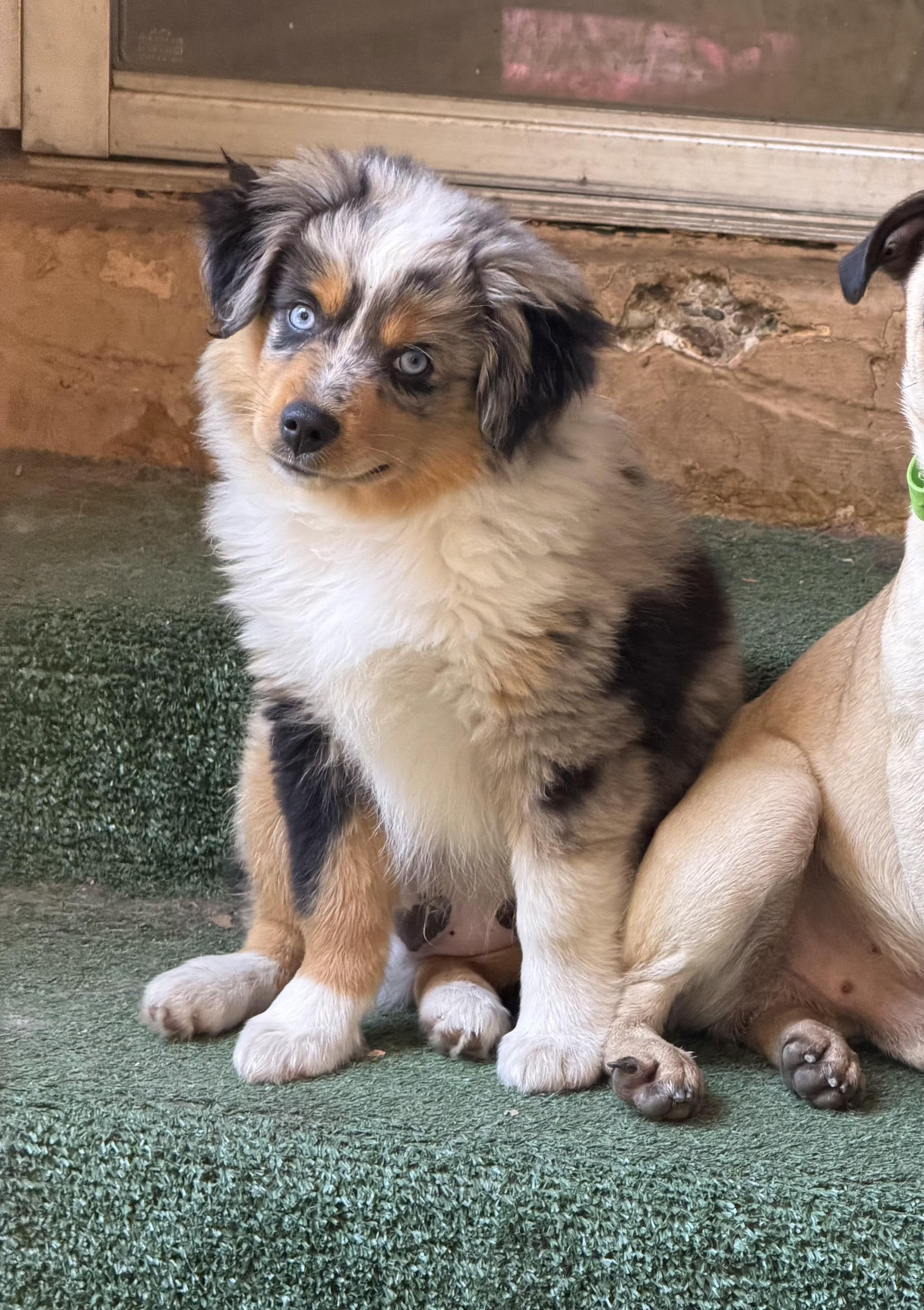 Enlarge Austin, an adopted Australian Shepherd in San Pedro, CA image 4/5