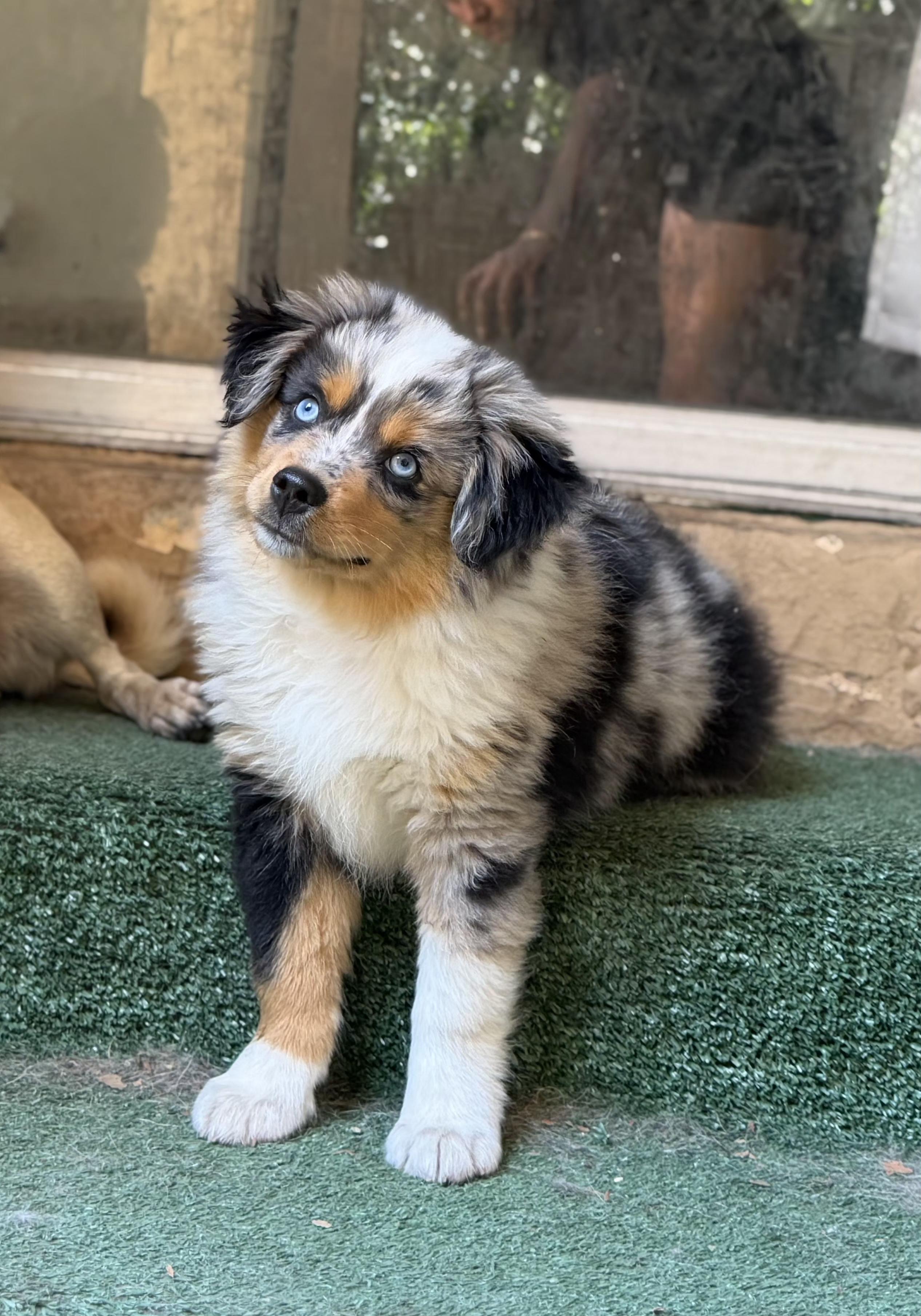 Enlarge Austin, an adopted Australian Shepherd in San Pedro, CA image 5/5