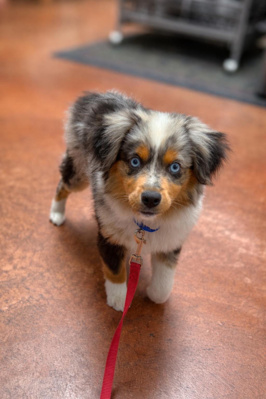 Enlarge Austin, an adopted Australian Shepherd in San Pedro, CA image 2/5