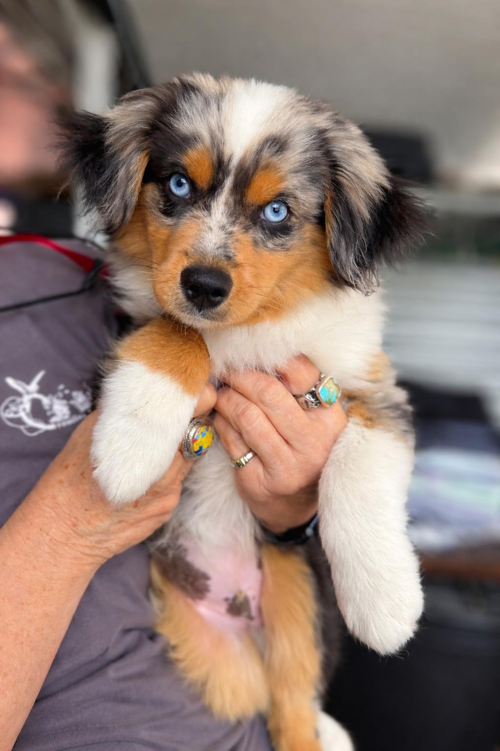 Enlarge Austin, an adopted Australian Shepherd in San Pedro, CA image 1/5