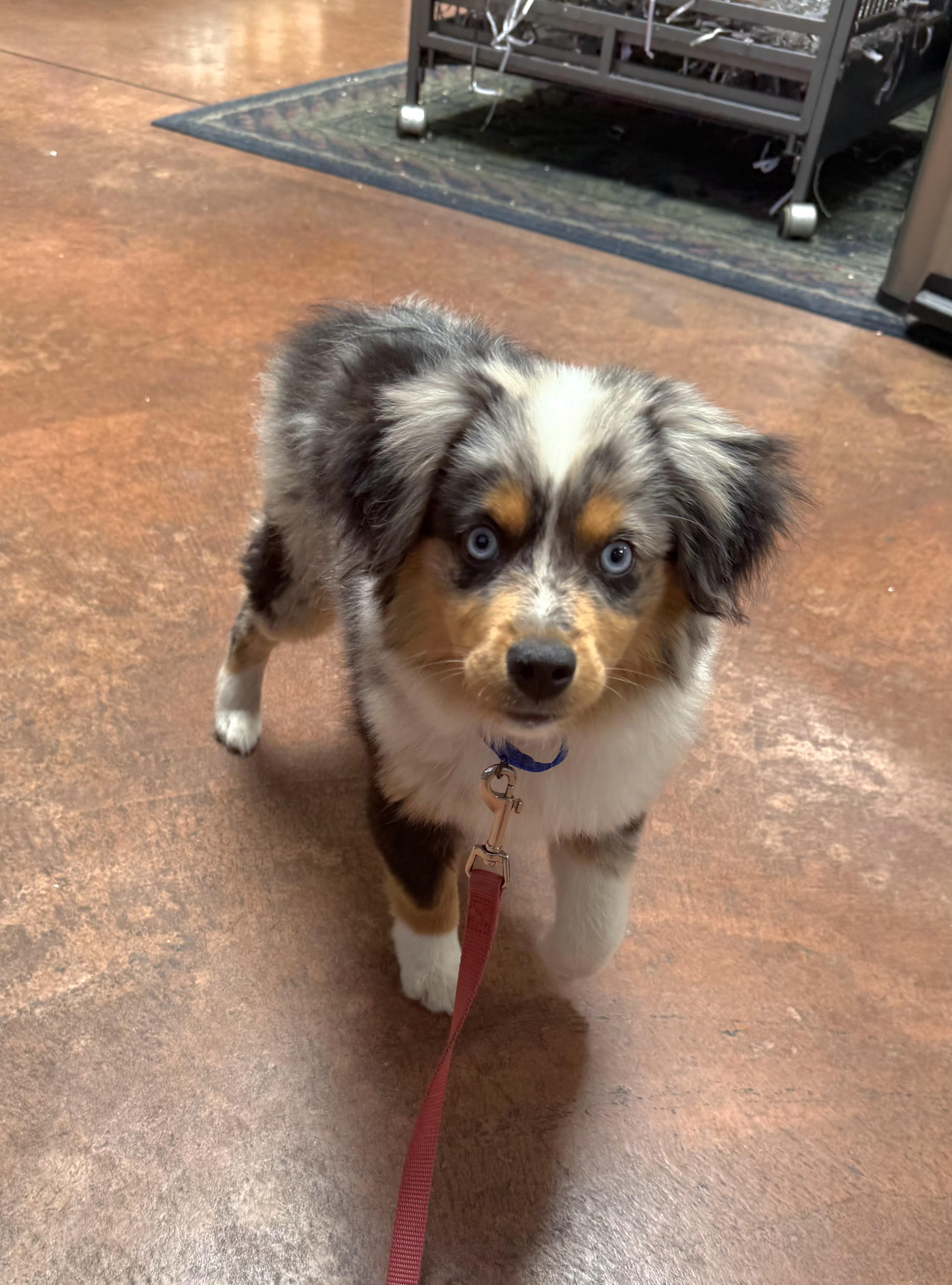 Enlarge Austin, an adopted Australian Shepherd in San Pedro, CA image 3/5