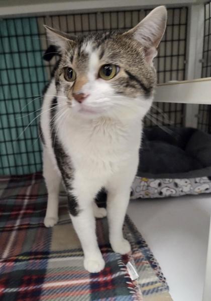Enlarge Otter, a ADOPTABLE Domestic Short Hair in Neenah, WI image 1/1