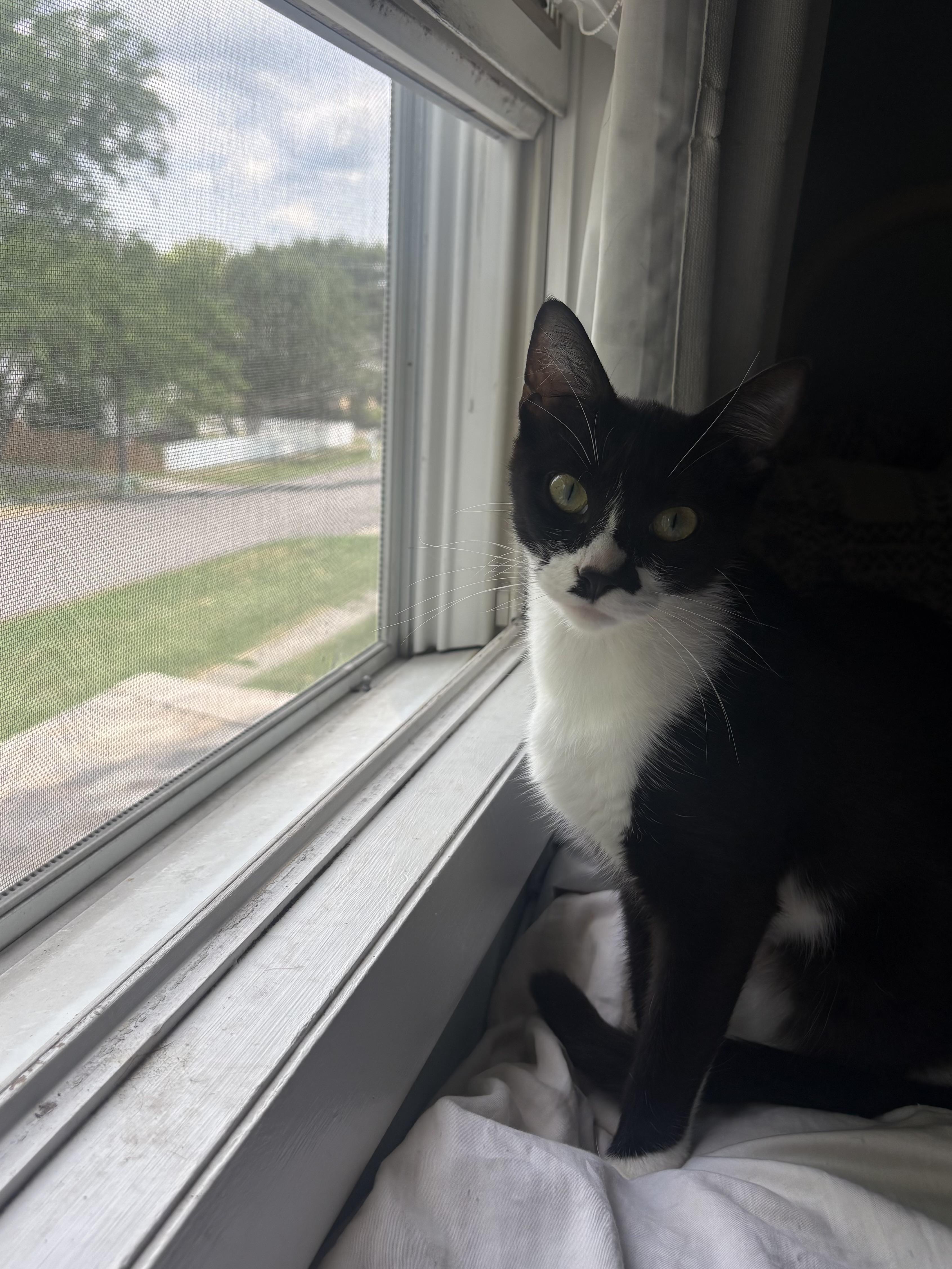 Enlarge Missy, an adoptable mixed breed in Belvidere, IL image 1/4