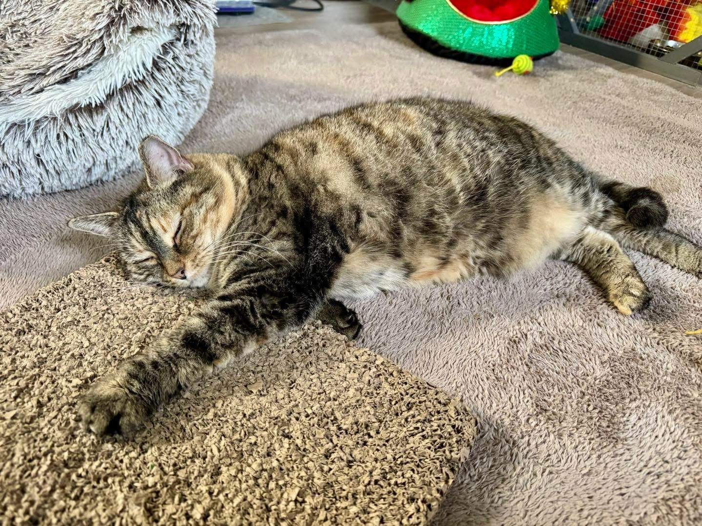 Enlarge Donna, a ADOPTABLE American Shorthair in Greensburg, PA image 2/2