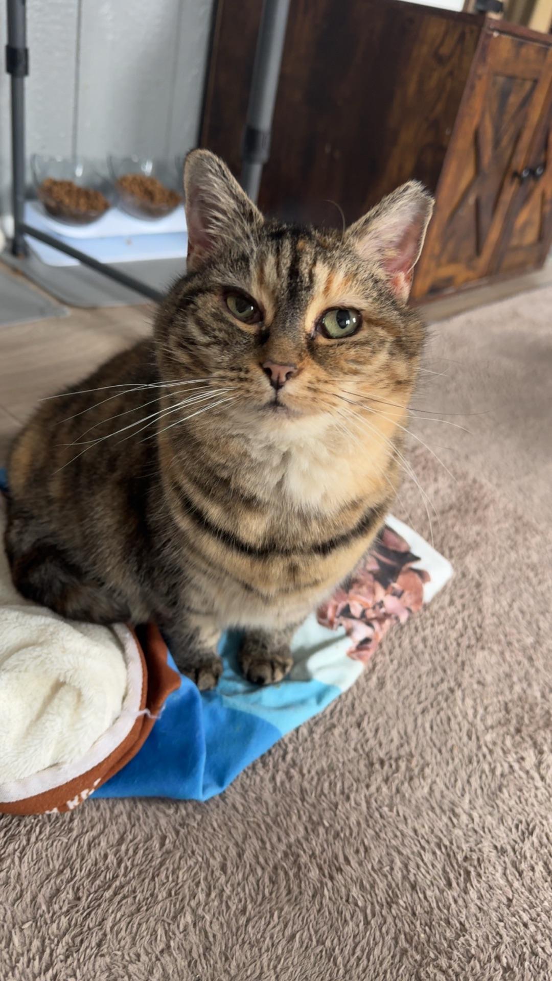 Enlarge Donna, a ADOPTABLE Domestic Short Hair in Greensburg, PA image 1/6