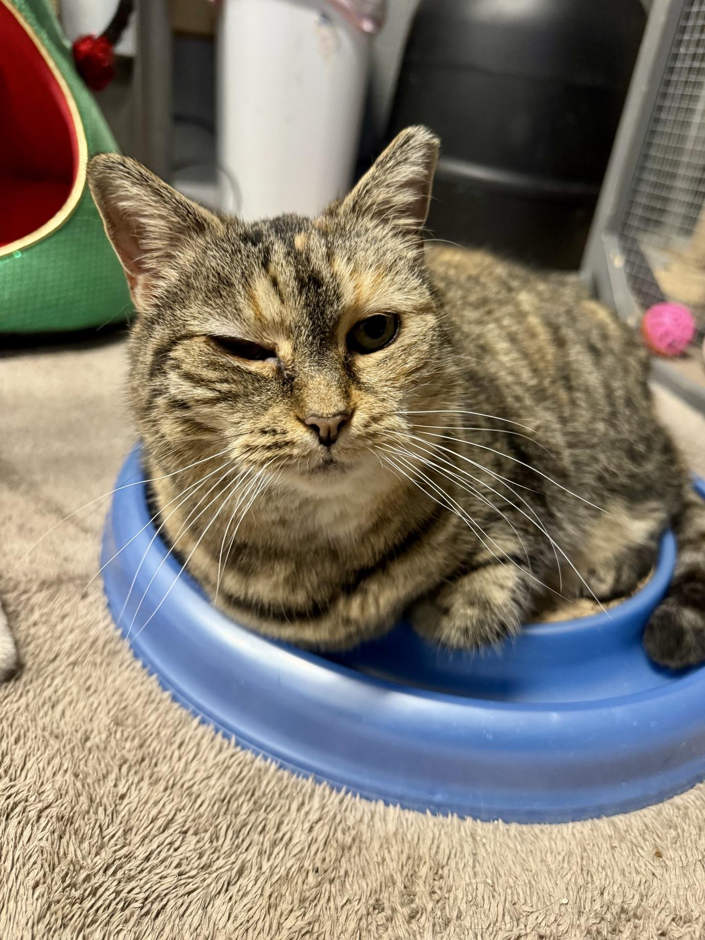 Enlarge Donna, a ADOPTABLE Domestic Short Hair in Greensburg, PA image 6/6