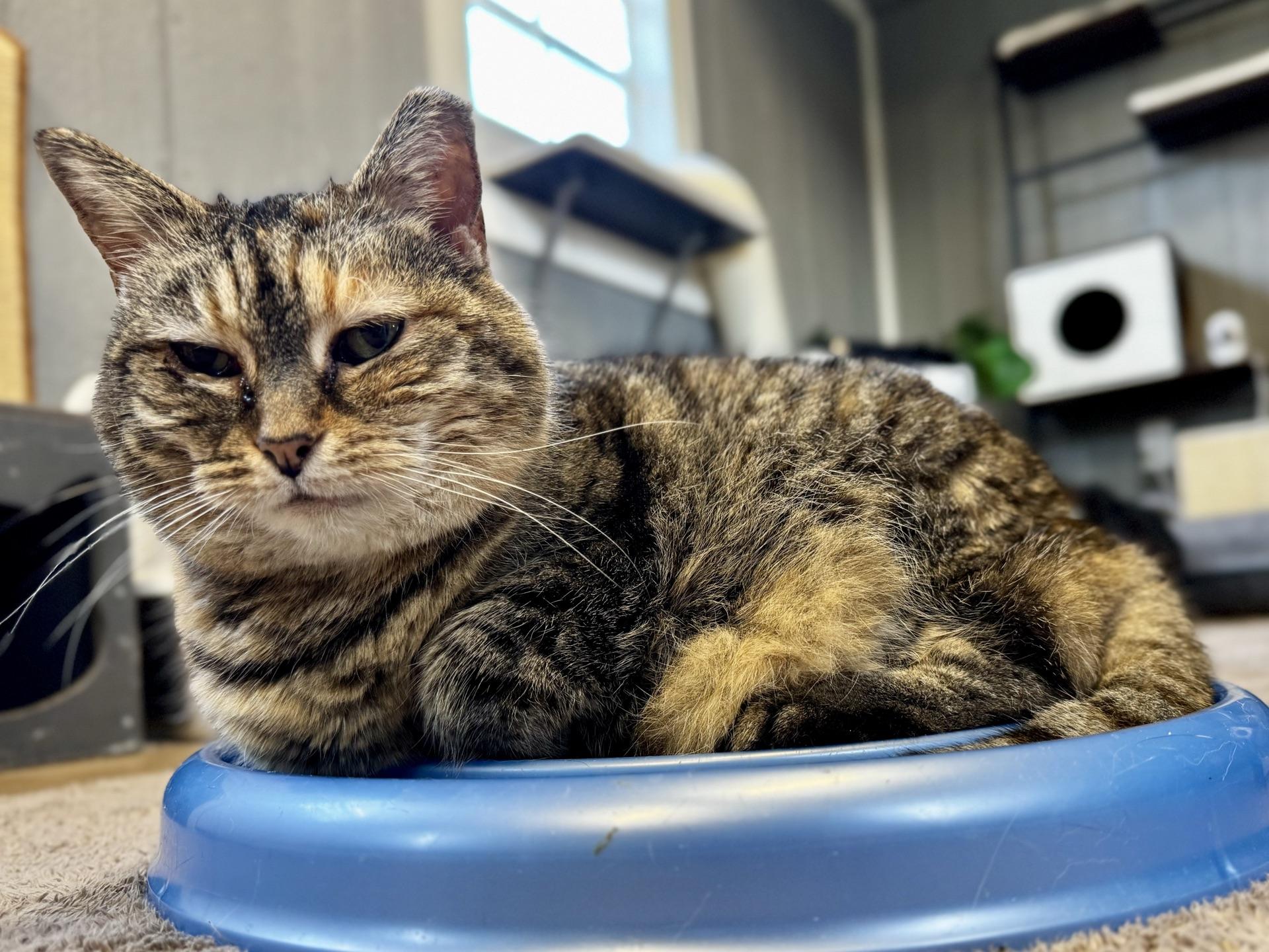 Enlarge Donna, a ADOPTABLE Domestic Short Hair in Greensburg, PA image 4/6