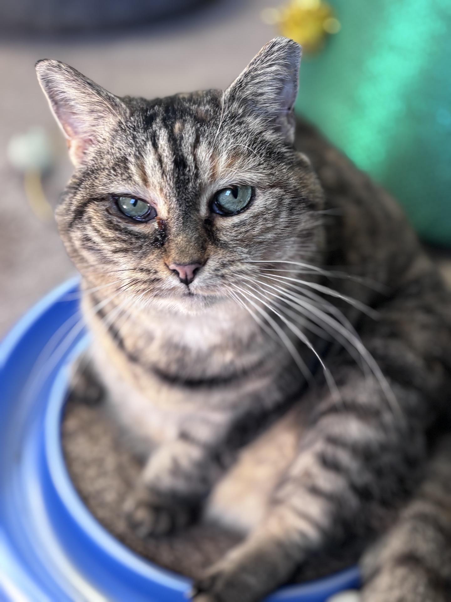 Enlarge Donna, a ADOPTABLE American Shorthair in Greensburg, PA image 1/2