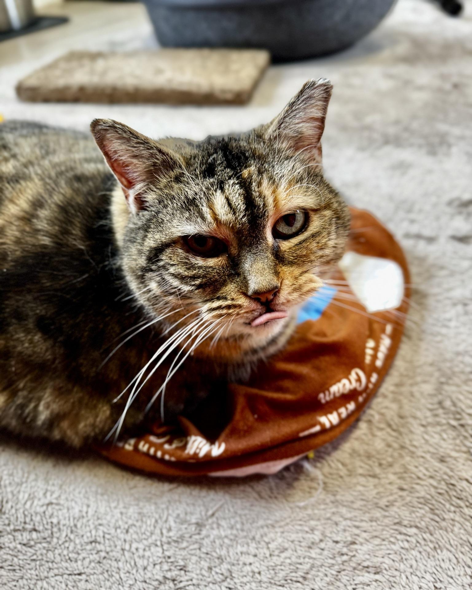 Enlarge Donna, a ADOPTABLE Domestic Short Hair in Greensburg, PA image 5/6