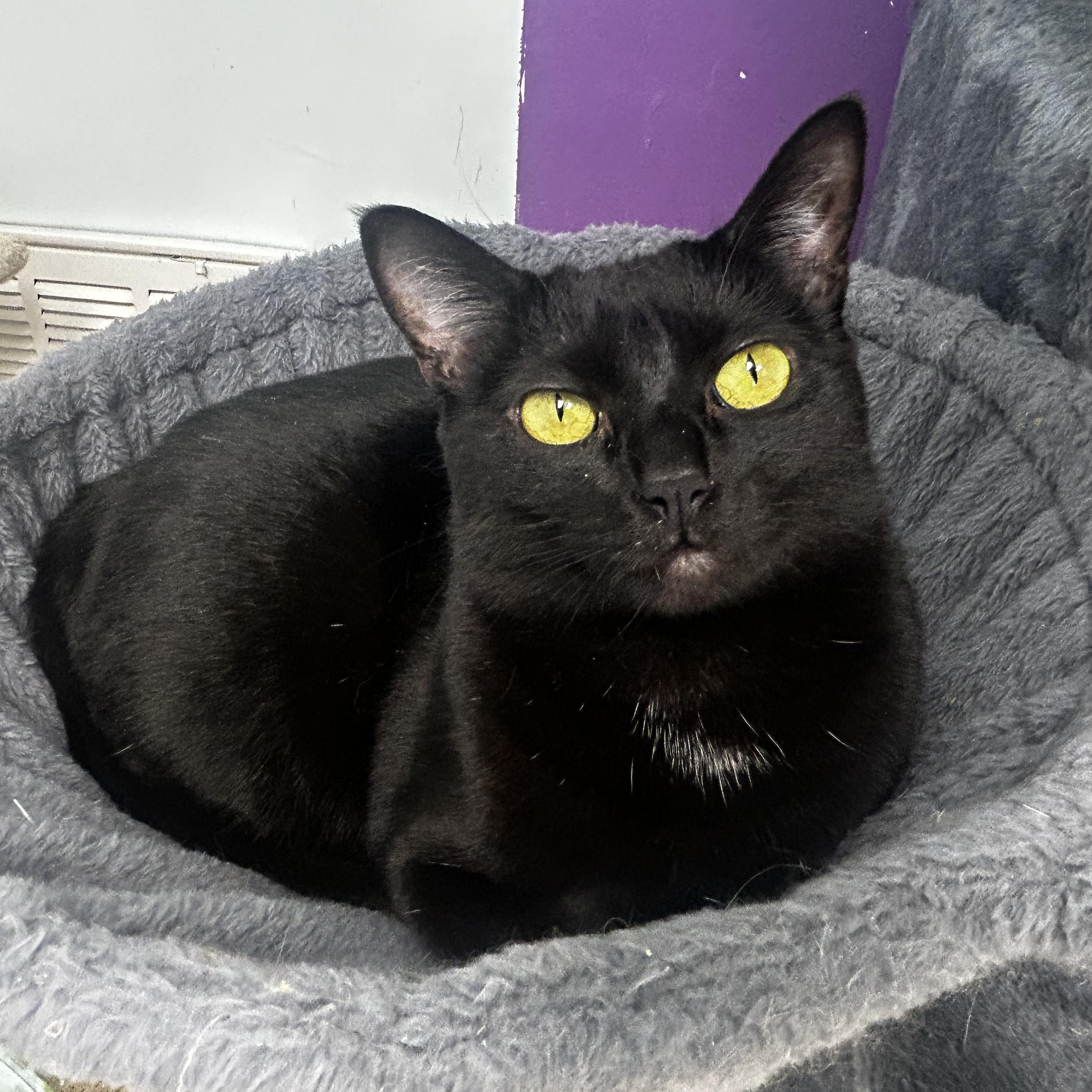Pepper