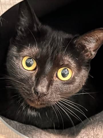 Pepper, an adoptable Domestic Short Hair in Grand Rapids, MI_image-5