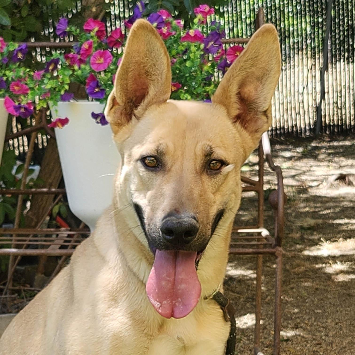 Bailey, a ADOPTABLE mixed breed in Burbank, CA image 1/6
