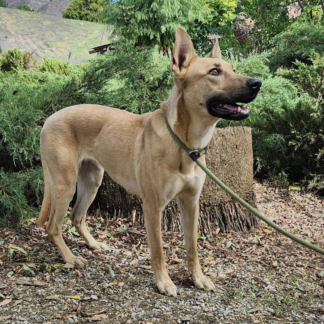 Enlarge Bailey, a ADOPTABLE mixed breed in Burbank, CA image 2/6