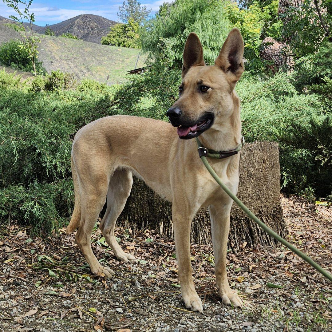 Enlarge Bailey, a ADOPTABLE mixed breed in Burbank, CA image 3/6