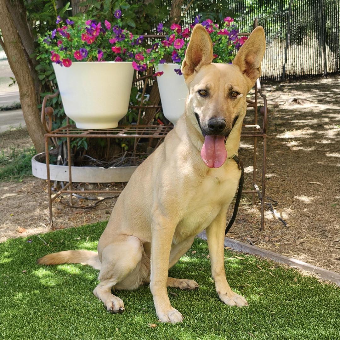 Bailey, a ADOPTABLE mixed breed in Burbank, CA image 5/6