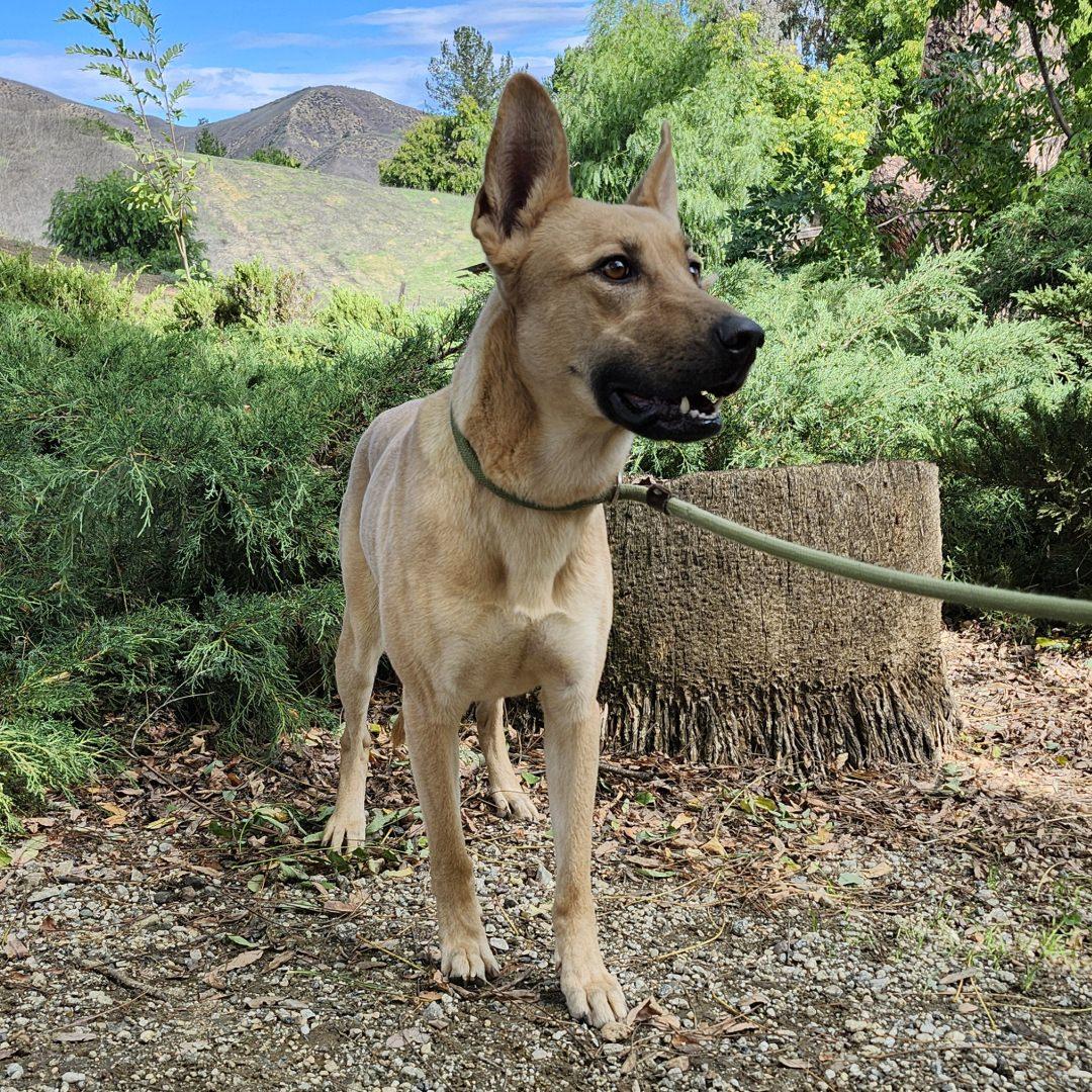 Enlarge Bailey, a ADOPTABLE mixed breed in Burbank, CA image 4/6