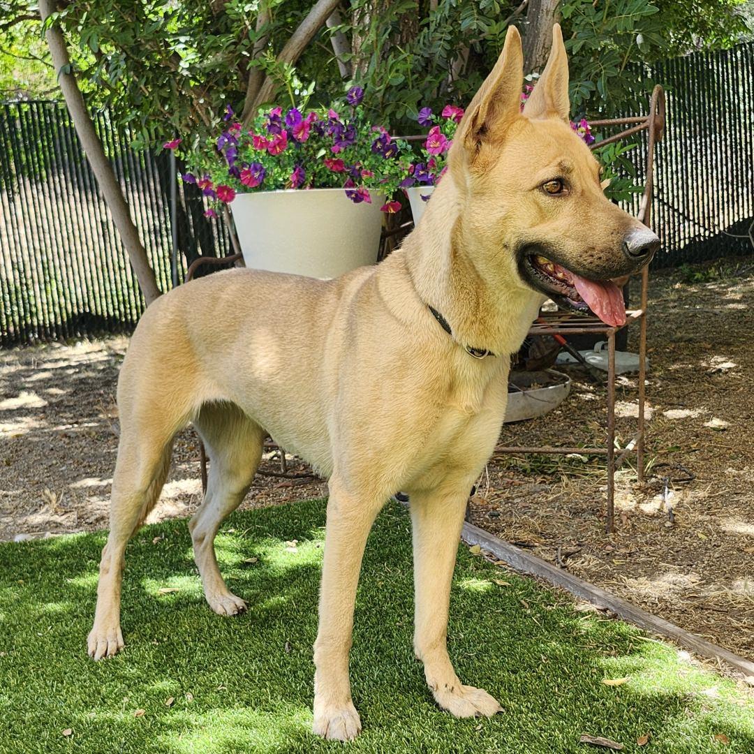 Bailey, a ADOPTABLE mixed breed in Burbank, CA image 3/6