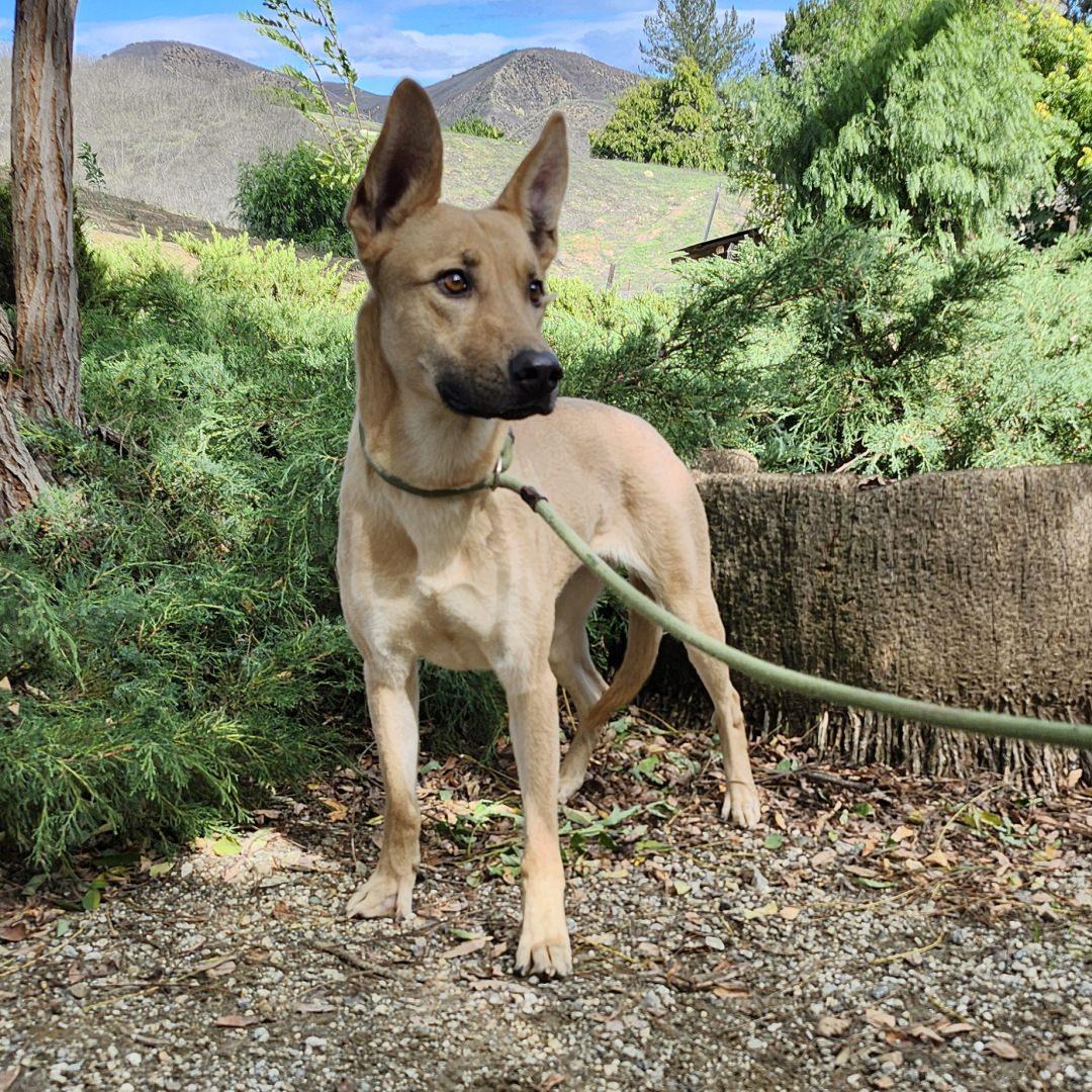 Enlarge Bailey, a ADOPTABLE mixed breed in Burbank, CA image 5/6