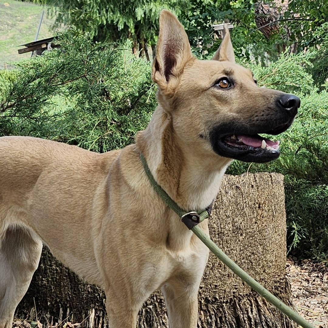 Bailey, ADOPTABLE, Adult Female German Shepherd Dog & Labrador Retriever.