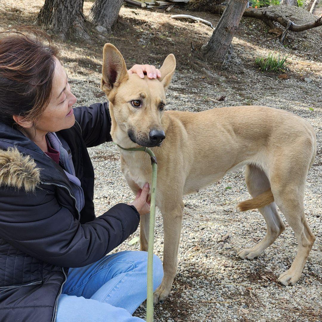 Enlarge Bailey, a ADOPTABLE mixed breed in Burbank, CA image 6/6