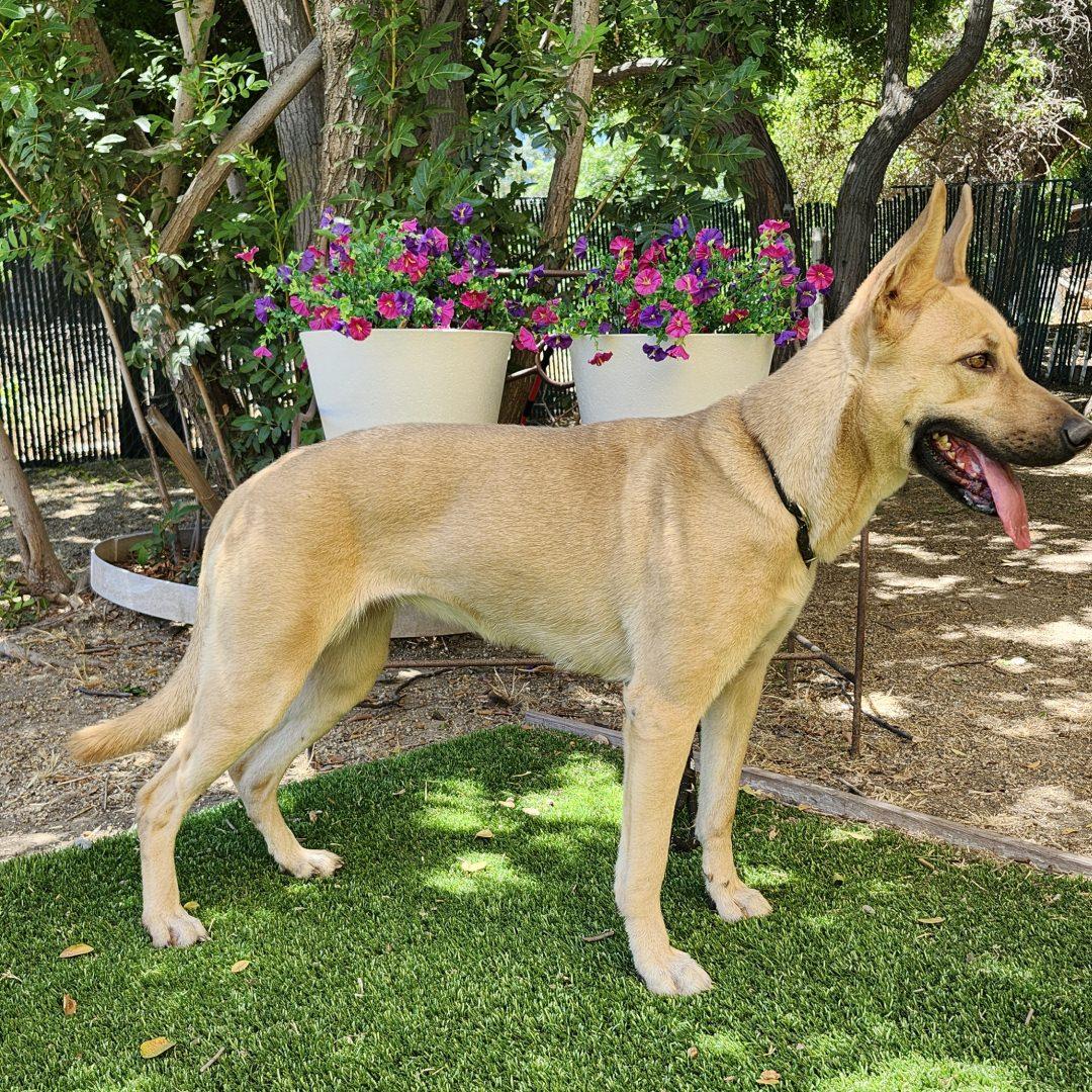 Bailey, a ADOPTABLE mixed breed in Burbank, CA image 2/6