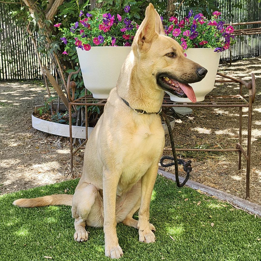 Bailey, a ADOPTABLE mixed breed in Burbank, CA image 4/6