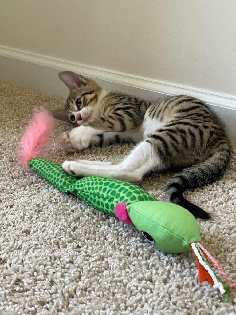 Jellybean, Adoptable, Young Male Domestic Short Hair.