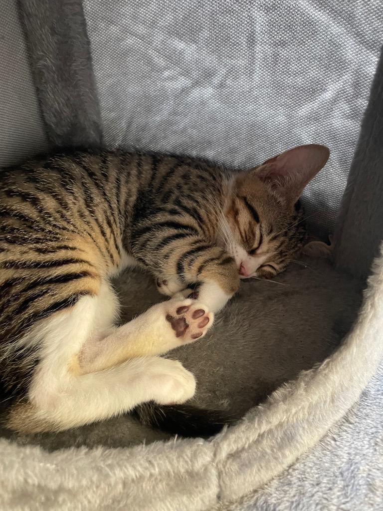 Enlarge Jellybean, a Adoptable mixed breed in Evans, GA image 2/6