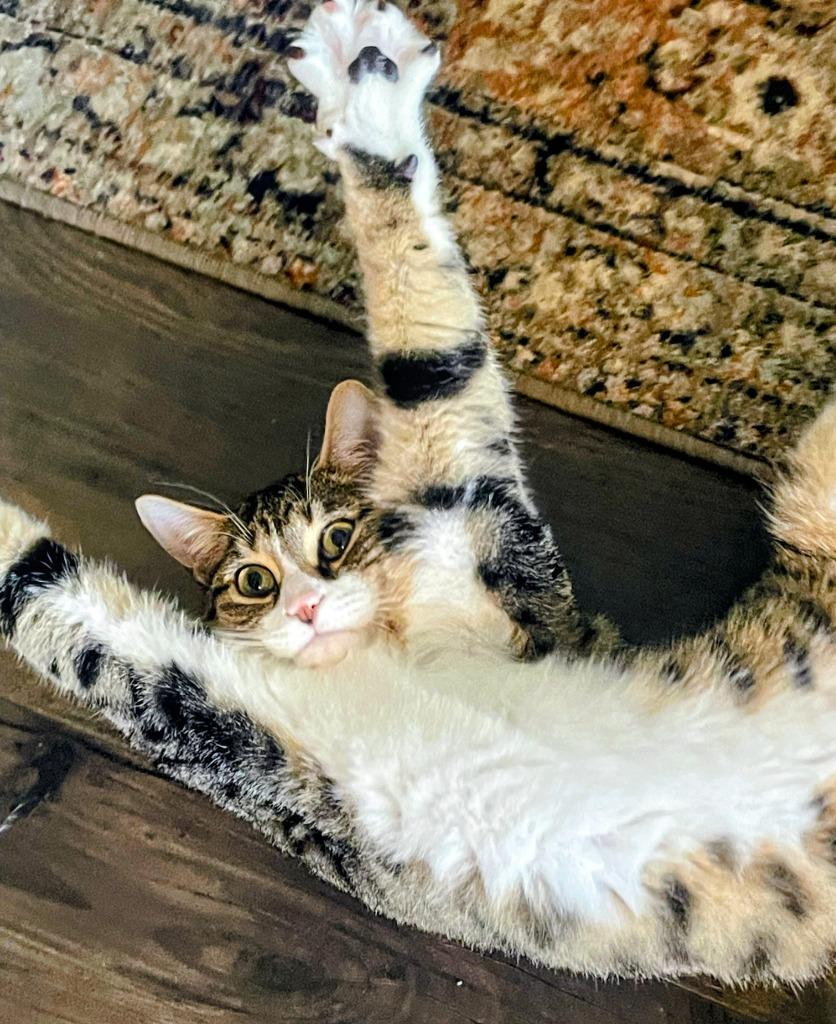 Enlarge Jellybean, a Adoptable mixed breed in Evans, GA image 3/6