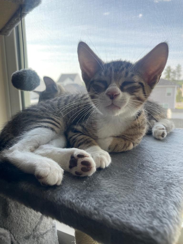 Enlarge Jellybean, a Adoptable mixed breed in Evans, GA image 4/6