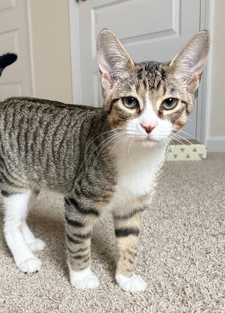 Enlarge Jellybean, a Adoptable mixed breed in Evans, GA image 5/6